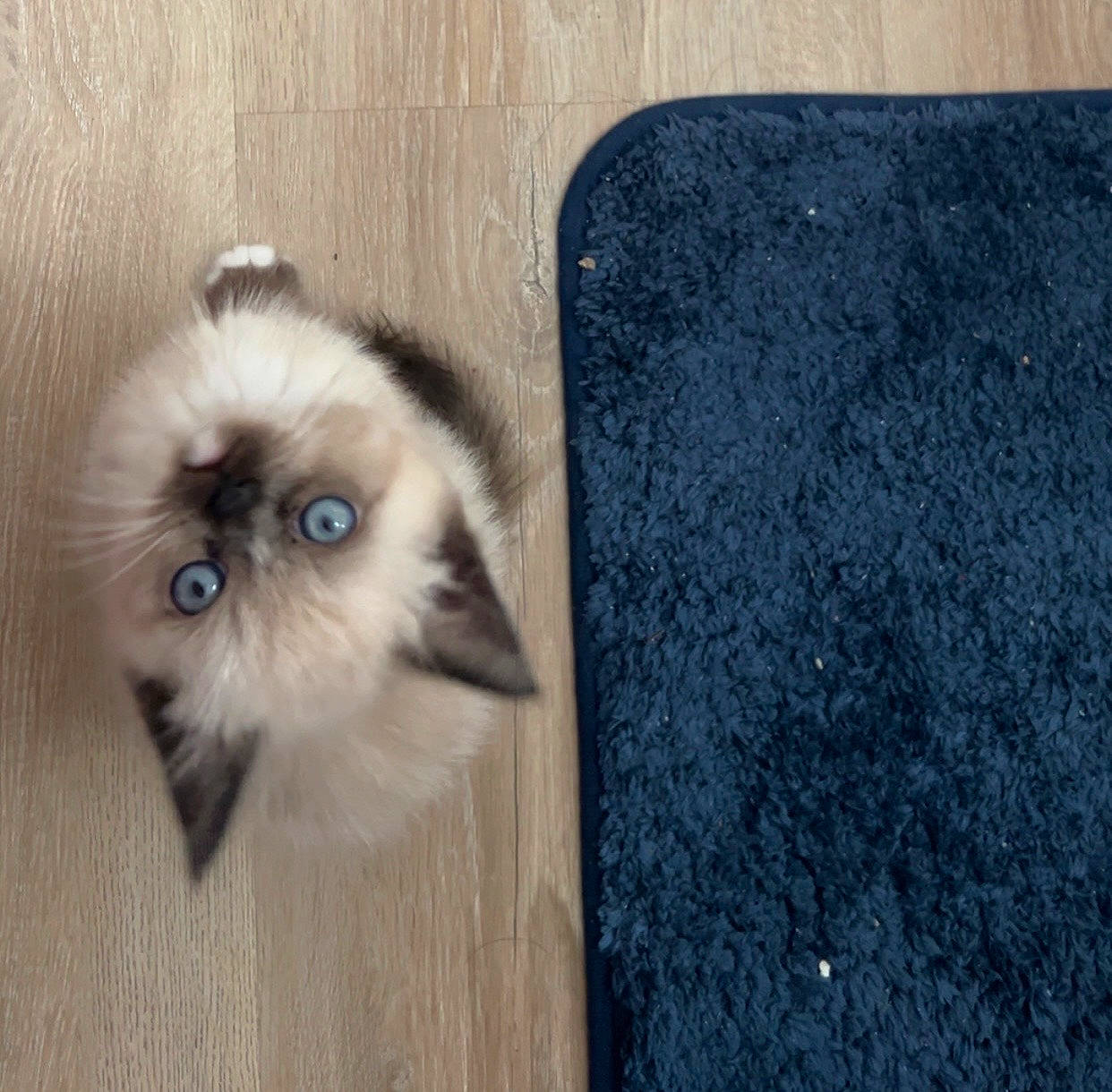 Temet joined the competition — help win amazing prizes! adorable, animal, blue_eyes, cat, curious, cute, domestic, ears, fluffy, fur, indoor, kitten, looking_up, paws, pet, rug, small, whiskers, wooden_floor, young