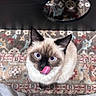 animal, blue_eyes, cat, close_up, cozy, cute, feline, floor, fluffy, indoor, licking, looking_up, mirror, patterned_rug, pet, reflection, rug, siamese_cat, tongue_out, whiskers