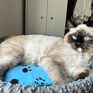 Temet joined the competition — help win amazing prizes! animal, bed, blanket, blue_eyes, cat, closeup, cozy, cute, domestic_animal, ears, feline, fur, indoor, knitted_basket, pet, portrait, relaxing, resting, siamese_cat, whiskers