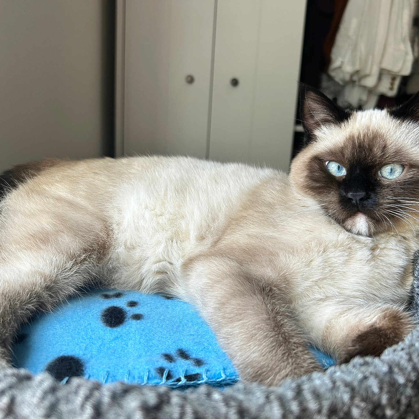 Temet joined the competition — help win amazing prizes! animal, bed, blanket, blue_eyes, cat, closeup, cozy, cute, domestic_animal, ears, feline, fur, indoor, knitted_basket, pet, portrait, relaxing, resting, siamese_cat, whiskers