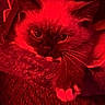Temet joined the competition — help win amazing prizes! animal, cat, close_up, cozy, curious, cute, eyes, face, feline, fluffy, indoors, mystery, paw, pet, portrait, red_lighting, resting, soft, texture, whiskers