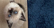 Temet is registered to the contest to win money with this photo: animal, blue_eyes, cat, curious, cute, domestic_cat, ears, flooring, fluffy, fur, indoor, kitten, looking_up, pet, rug, small, texture, whiskers, wooden_floor, young