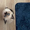 animal, blue_eyes, cat, curious, cute, domestic_cat, ears, flooring, fluffy, fur, indoor, kitten, looking_up, pet, rug, small, texture, whiskers, wooden_floor, young
