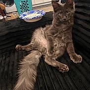 Vlad joined the competition — help win amazing prizes! cat, feline, gray_cat, long_tail, fluffy, relaxed, couch, indoor, home, laundry_basket, washing_machine, kitchen, household_items, seated, pet, fur, black_couch, domestic_animal, curious, looking_at_camera