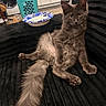black_couch, cat, couch, curious, domestic_animal, feline, fluffy, fur, gray_cat, home, household_items, indoor, kitchen, laundry_basket, long_tail, looking_at_camera, pet, relaxed, seated, washing_machine