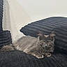 Vlad is registered to the contest to win money with this photo: cat, gray_cat, fluffy, pet, animal, indoor, couch, black_couch, furniture, relaxed, laying_down, fur, ears, tail, eyes, whiskers, domestic_cat, portrait, cute, companion