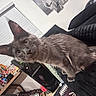 Vlad joined the competition — help win amazing prizes! cat, gray_cat, large_ears, pet, indoor, couch, furniture, home, window_blinds, table, decorations, refrigerator, curious, animal, feline, whiskers, fur, domestic, living_room, cozy
