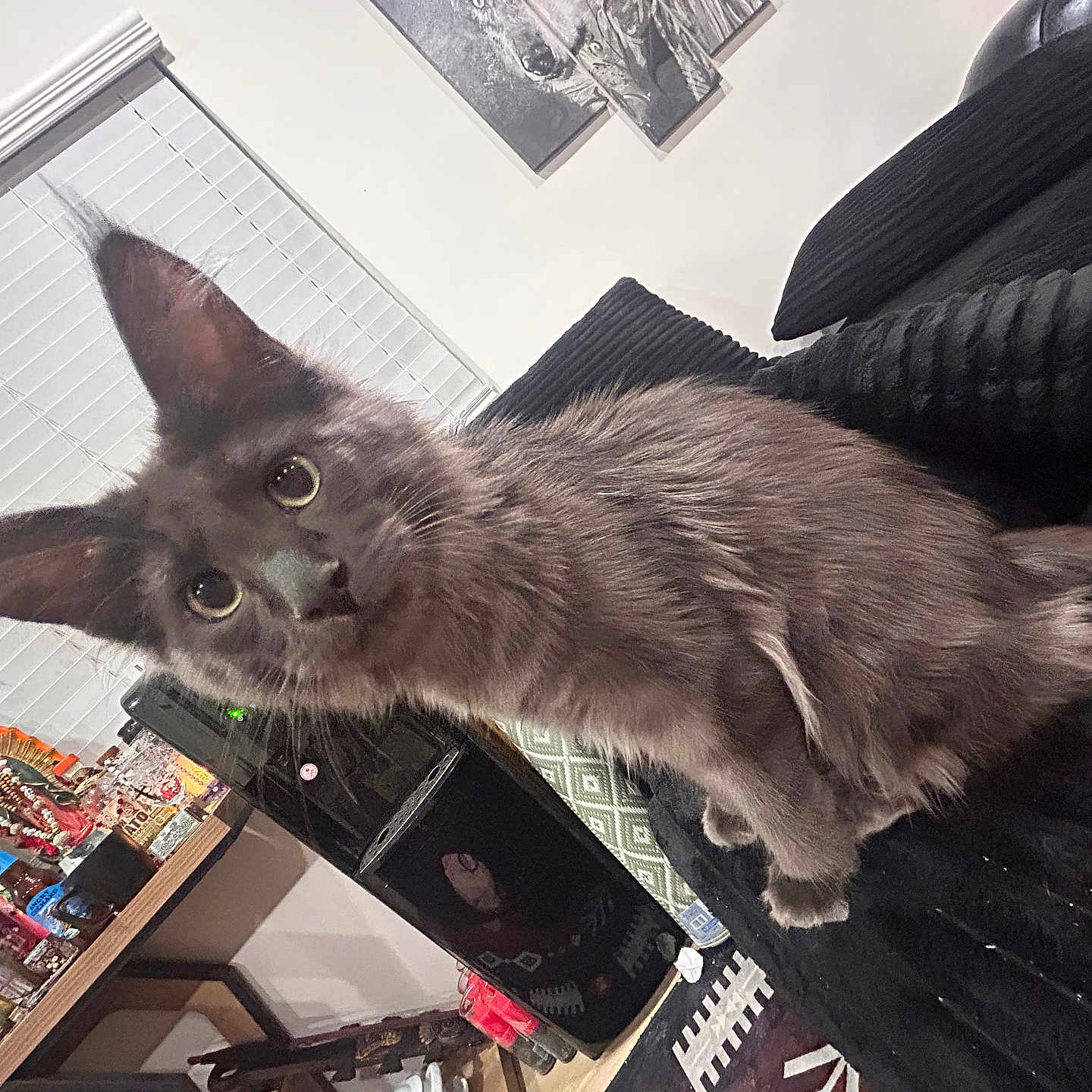 Vlad