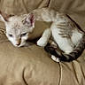 animal, beige, blurred, cat, cozy, cushion, cute, ears, feline, furry, indoor, kitten, pet, resting, sleeping, soft, striped, tail, whiskers, young