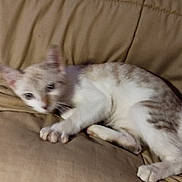 Jolly participe au concours pour gagner de l'argent avec cette photo : cat, animal, pet, feline, couch, beige, indoor, resting, fur, whiskers, ears, paws, sleepy, relaxed, cute, domestic, mammal, young, lying, soft