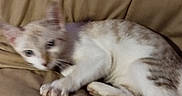 Jolly participe au concours pour gagner de l'argent avec cette photo : animal, beige, cat, couch, cute, domestic, ears, feline, fur, indoor, lying, mammal, paws, pet, relaxed, resting, sleepy, soft, whiskers, young