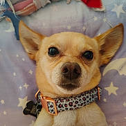 Rocky joined the competition — help win amazing prizes! dog, pet, chihuahua, collar, cute, lying_down, star_pattern, blanket, ears, face, animal, domestic_animal, fur, close_up, adorable, looking_at_camera, indoor, resting, small_dog, portrait