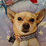 dog, pet, chihuahua, collar, cute, lying_down, star_pattern, blanket, ears, face, animal, domestic_animal, fur, close_up, adorable, looking_at_camera, indoor, resting, small_dog, portrait