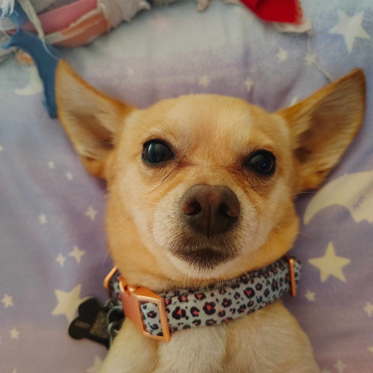 Rocky joined the competition — help win amazing prizes! adorable, animal, blanket, chihuahua, close_up, collar, cute, dog, domestic_animal, ears, face, fur, indoor, looking_at_camera, lying_down, pet, portrait, resting, small_dog, star_pattern
