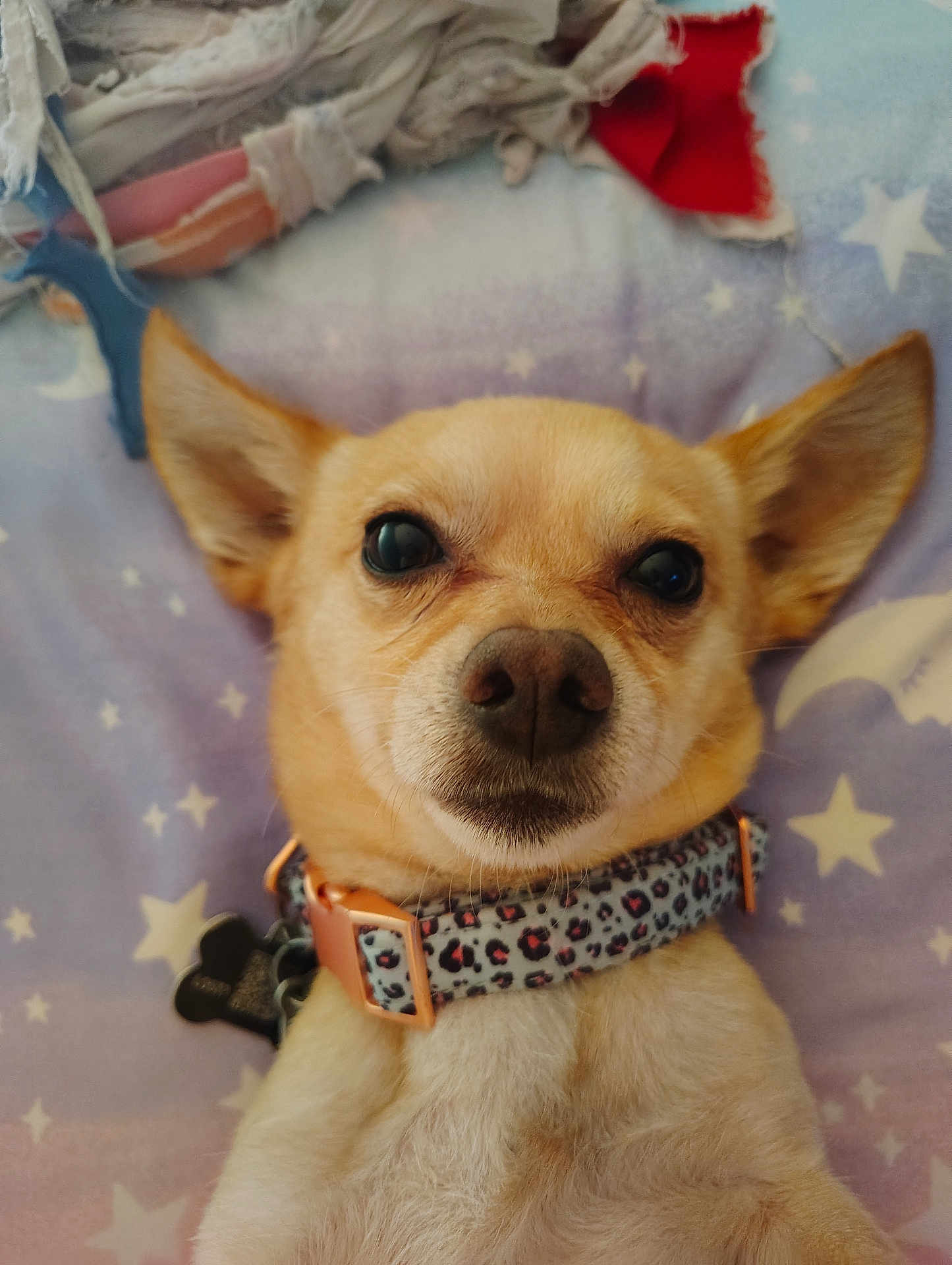 Rocky joined the competition — help win amazing prizes! dog, pet, chihuahua, collar, cute, lying_down, star_pattern, blanket, ears, face, animal, domestic_animal, fur, close_up, adorable, looking_at_camera, indoor, resting, small_dog, portrait