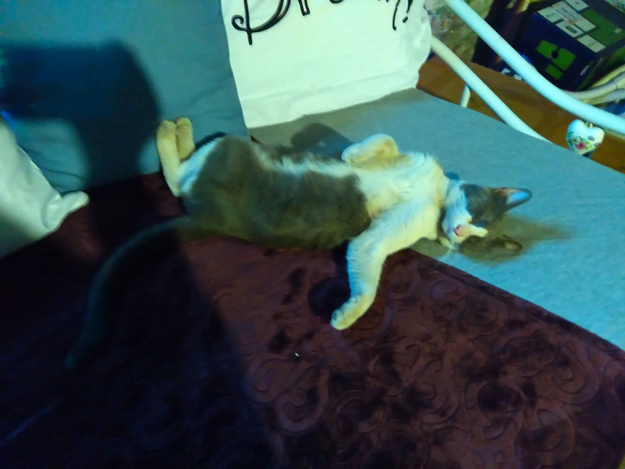 Smokey is registered to the contest to win money with this photo: carnivore, comfort, companion_dog, dog_breed, domestic_short_haired_cat, fawn, felidae, floor, flooring, fun, fur, hardwood, linens, room, small_to_medium_sized_cats, sporting_group, tail, tree, whiskers, wood