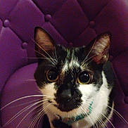 Wednesday is registered to the contest to win money with this photo: cat, black_and_white, purple_chair, whiskers, pet, feline, indoor, curious, sitting, close_up, animal, cute, domestic_cat, furry, looking_up, chair, cozy, whiskers_visible, portrait, furniture