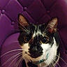 cat, black_and_white, purple_chair, whiskers, pet, feline, indoor, curious, sitting, close_up, animal, cute, domestic_cat, furry, looking_up, chair, cozy, whiskers_visible, portrait, furniture