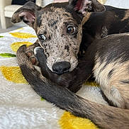 Ronnie is registered to the contest to win money with this photo: puppy, dog, brindle, curled_up, blanket, yellow_flowers, indoor, cozy, cute, pet, fur, ears, nose, bedroom, couch, soft, animal, resting, close_up, young