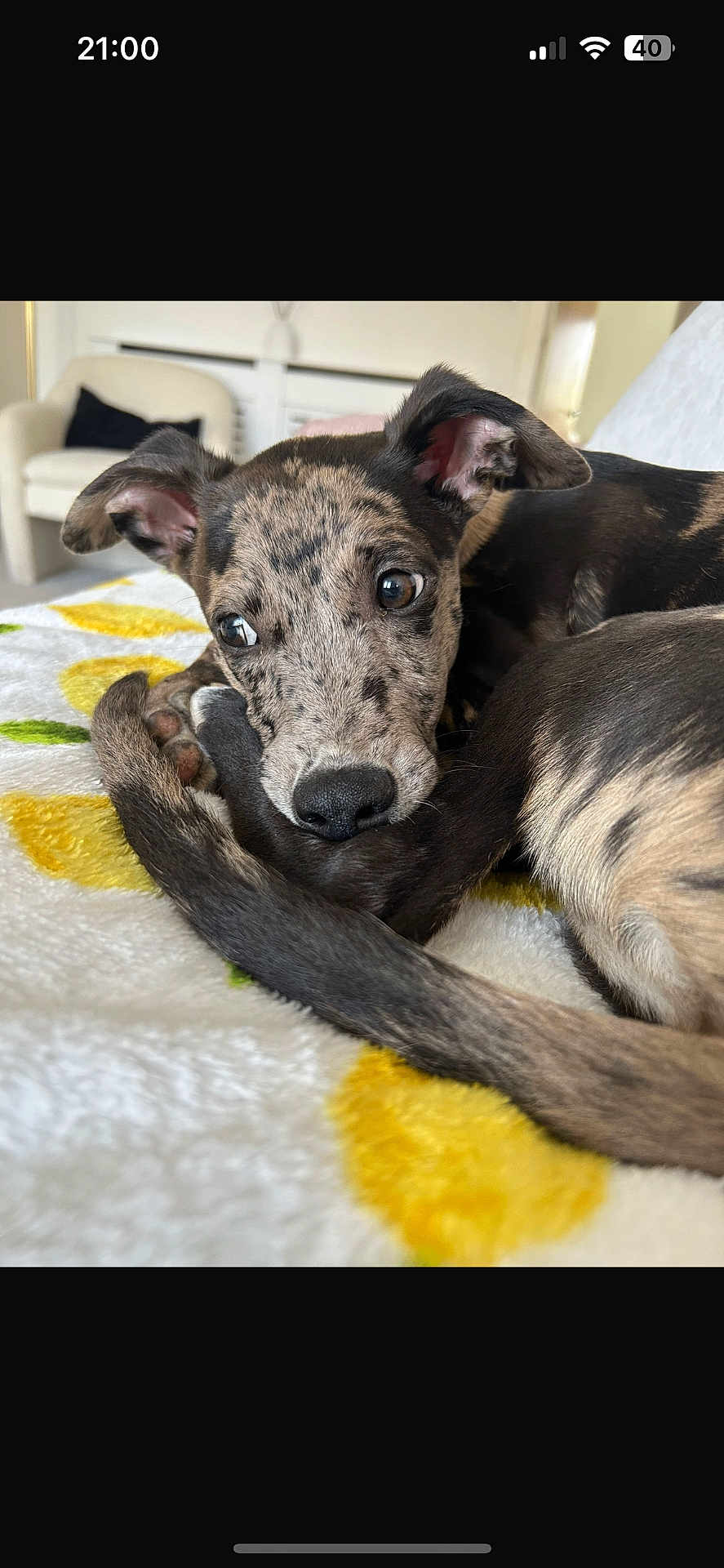 Ronnie is registered to the contest to win money with this photo: puppy, dog, brindle, curled_up, blanket, yellow_flowers, indoor, cozy, cute, pet, fur, ears, nose, bedroom, couch, soft, animal, resting, close_up, young