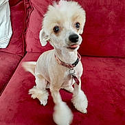 Allie joined the competition — help win amazing prizes! dog, pet, canine, fur, collar, tongue, tail, motion_blur, red_couch, indoor, cute, small_dog, sitting, groomed, furniture, domestic_animal, companion, friendly, playful, animal