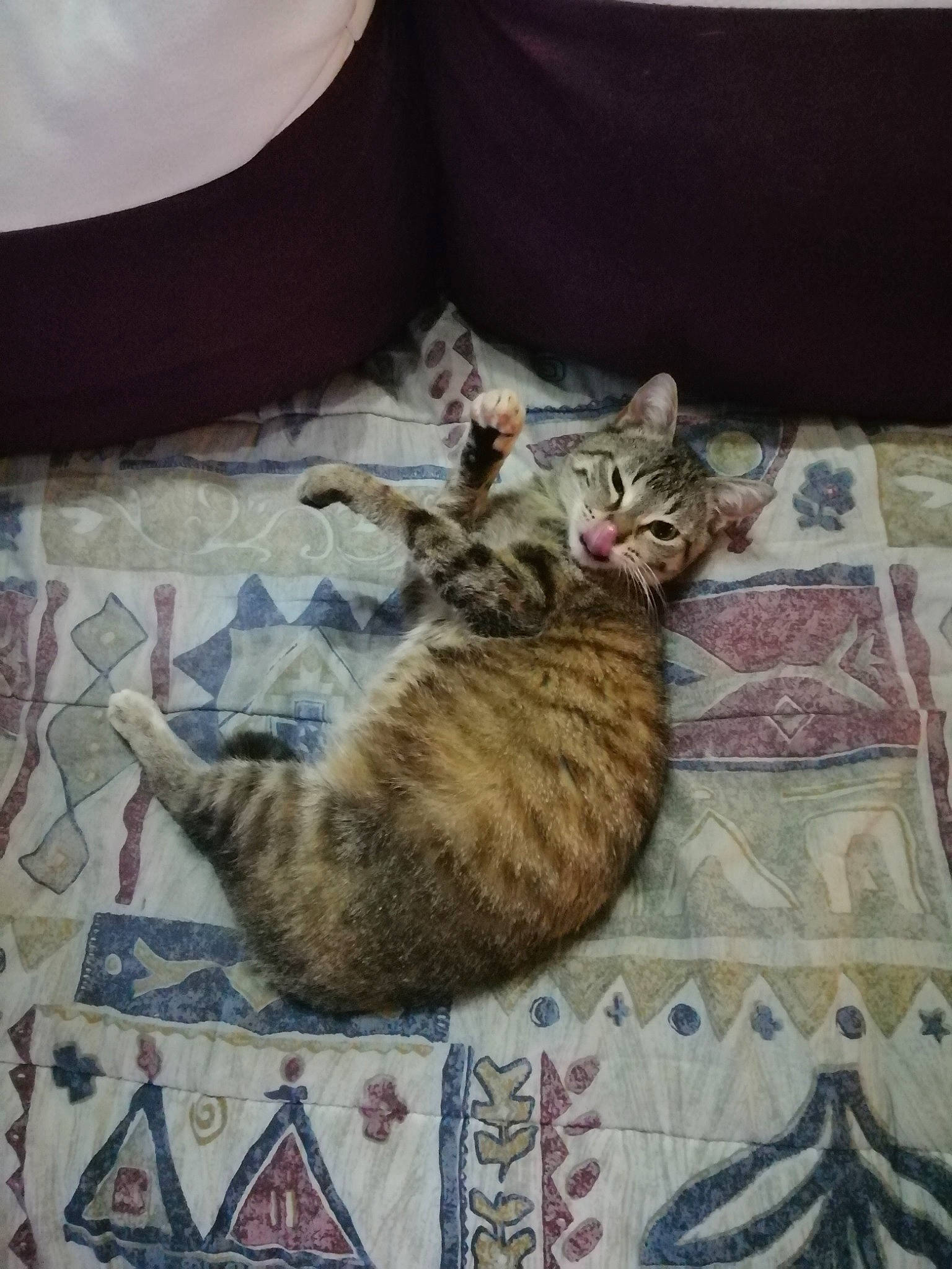 Souris a rejoint le concours — aidez-le/la à gagner de superbes lots ! american_shorthair, arabian_mau, asian, california_spangled, carnivore, cat, domestic_short_haired_cat, dragon_li, egyptian_mau, european_shorthair, felidae, kitten, mammal, ocicat, small_to_medium_sized_cats, tabby_cat, tail, textile, toyger, whiskers