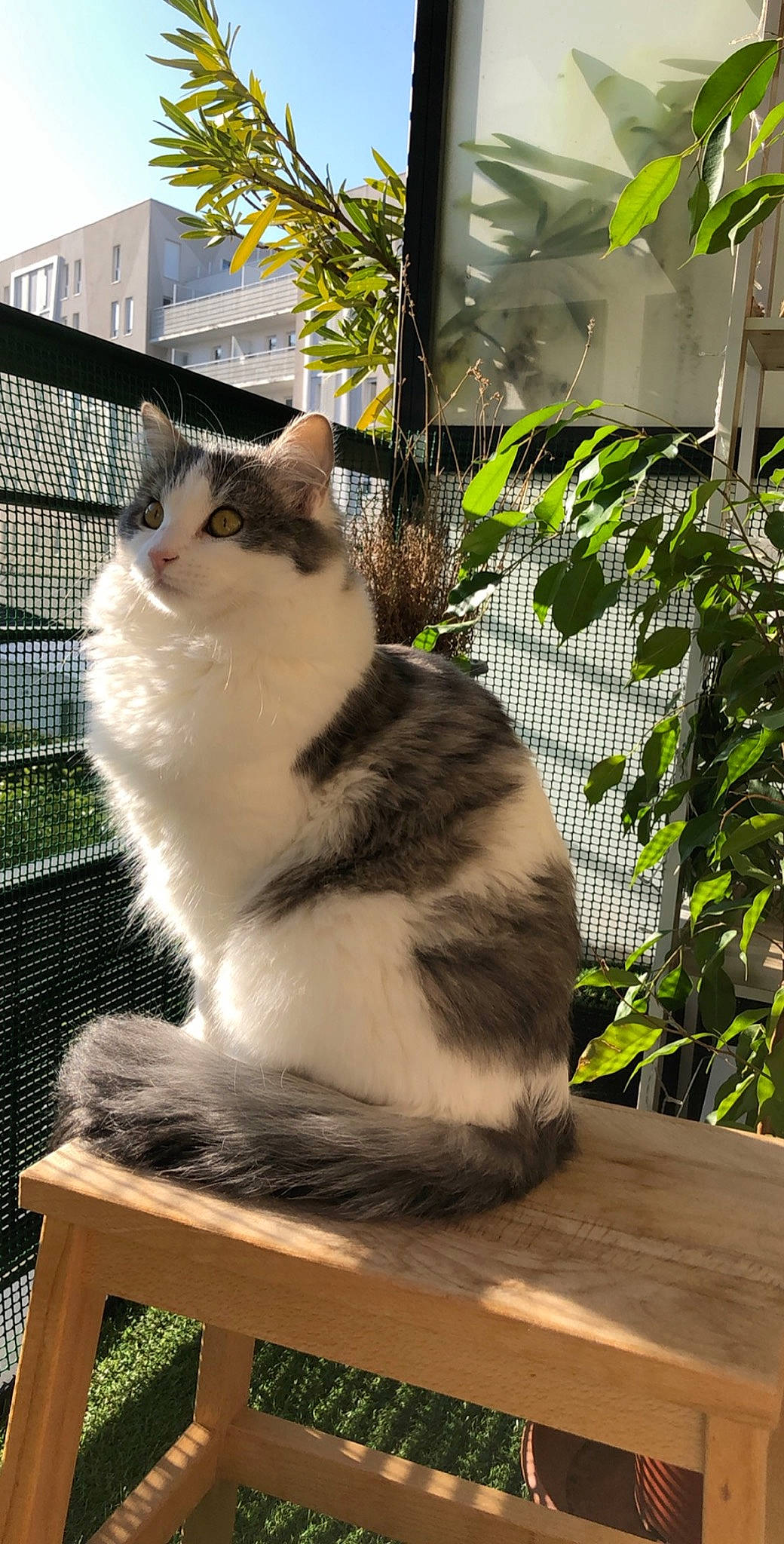 Poupi participe au concours pour gagner de l'argent avec cette photo : aegean_cat, american_wirehair, asian, carnivore, cat, cymric, domestic_long_haired_cat, domestic_short_haired_cat, european_shorthair, felidae, fur, mammal, norwegian_forest_cat, polydactyl_cat, ragamuffin, small_to_medium_sized_cats, tail, turkish_van, whiskers