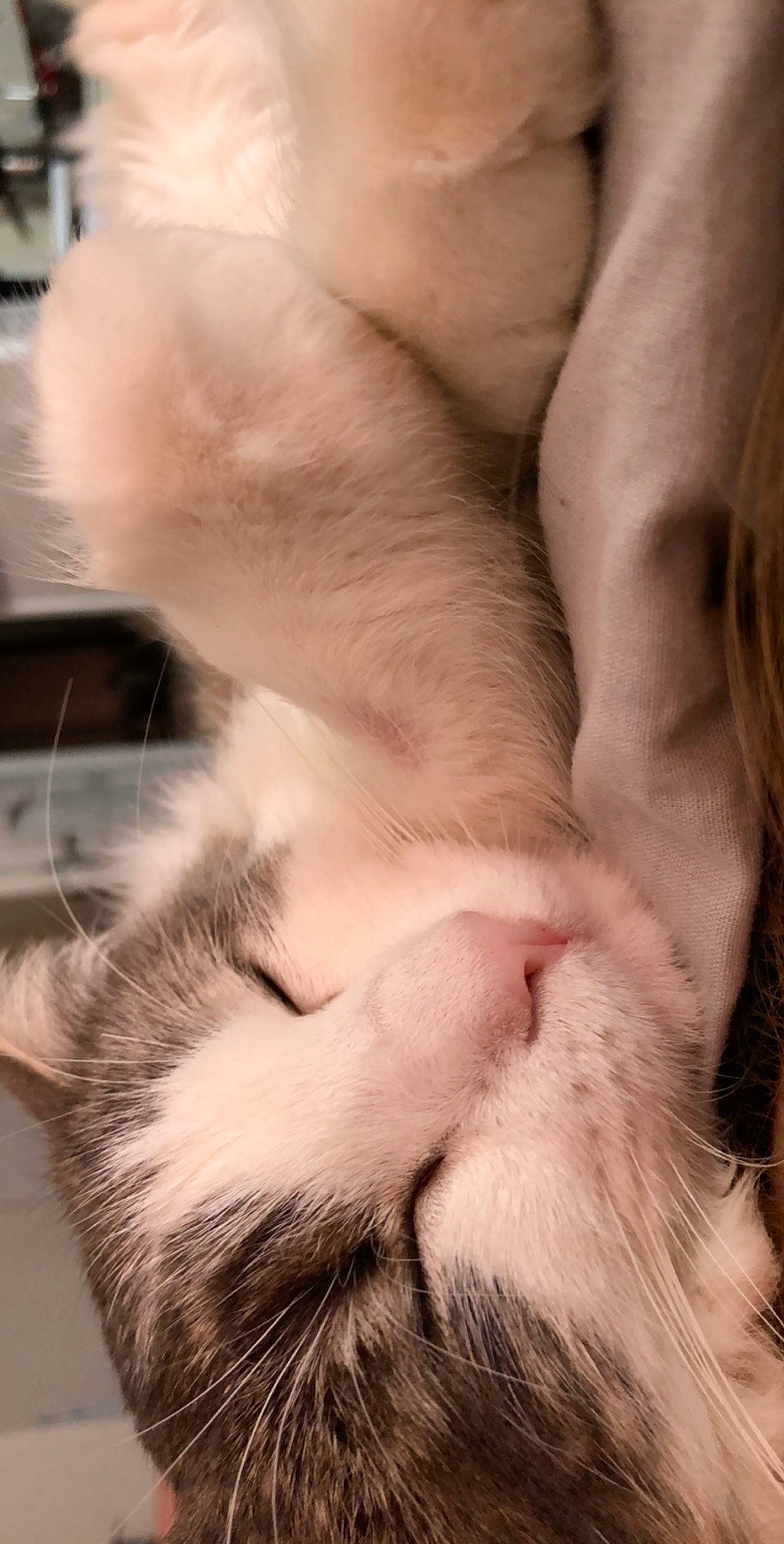 Poupi participe au concours pour gagner de l'argent avec cette photo : carnivore, cat, claw, close_up, ear, fawn, felidae, fur, kitten, mouth, nap, nose, paw, polydactyl_cat, skin, small_to_medium_sized_cats, snout, tail, whiskers