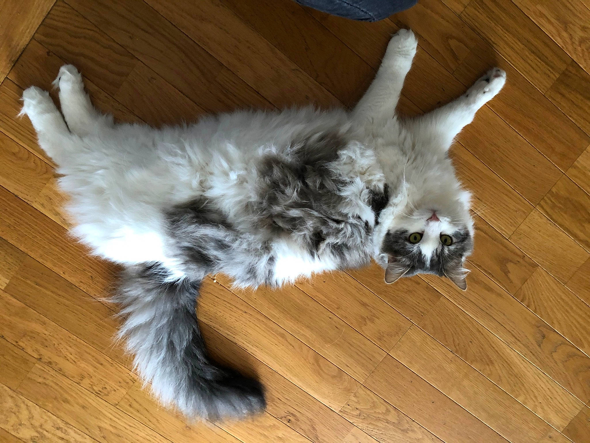 Poupi a rejoint le concours — aidez-le/la à gagner de superbes lots ! carnivore, cat, claw, domestic_long_haired_cat, fawn, felidae, fur, hardwood, mammal, norwegian_forest_cat, paw, ragamuffin, small_to_medium_sized_cats, tail, whiskers