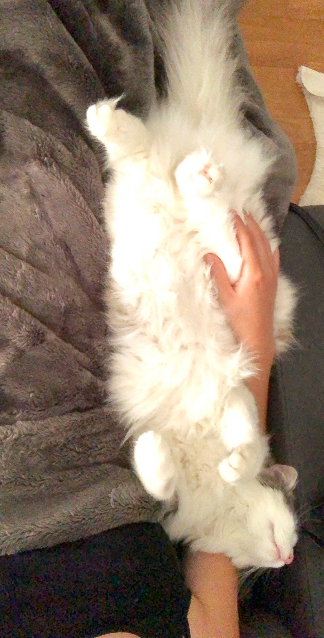 Poupi participe au concours pour gagner de l'argent avec cette photo : canidae, carnivore, cat, dog_breed, domestic_long_haired_cat, ear, fawn, felidae, fur, norwegian_forest_cat, persian, small_to_medium_sized_cats, tail