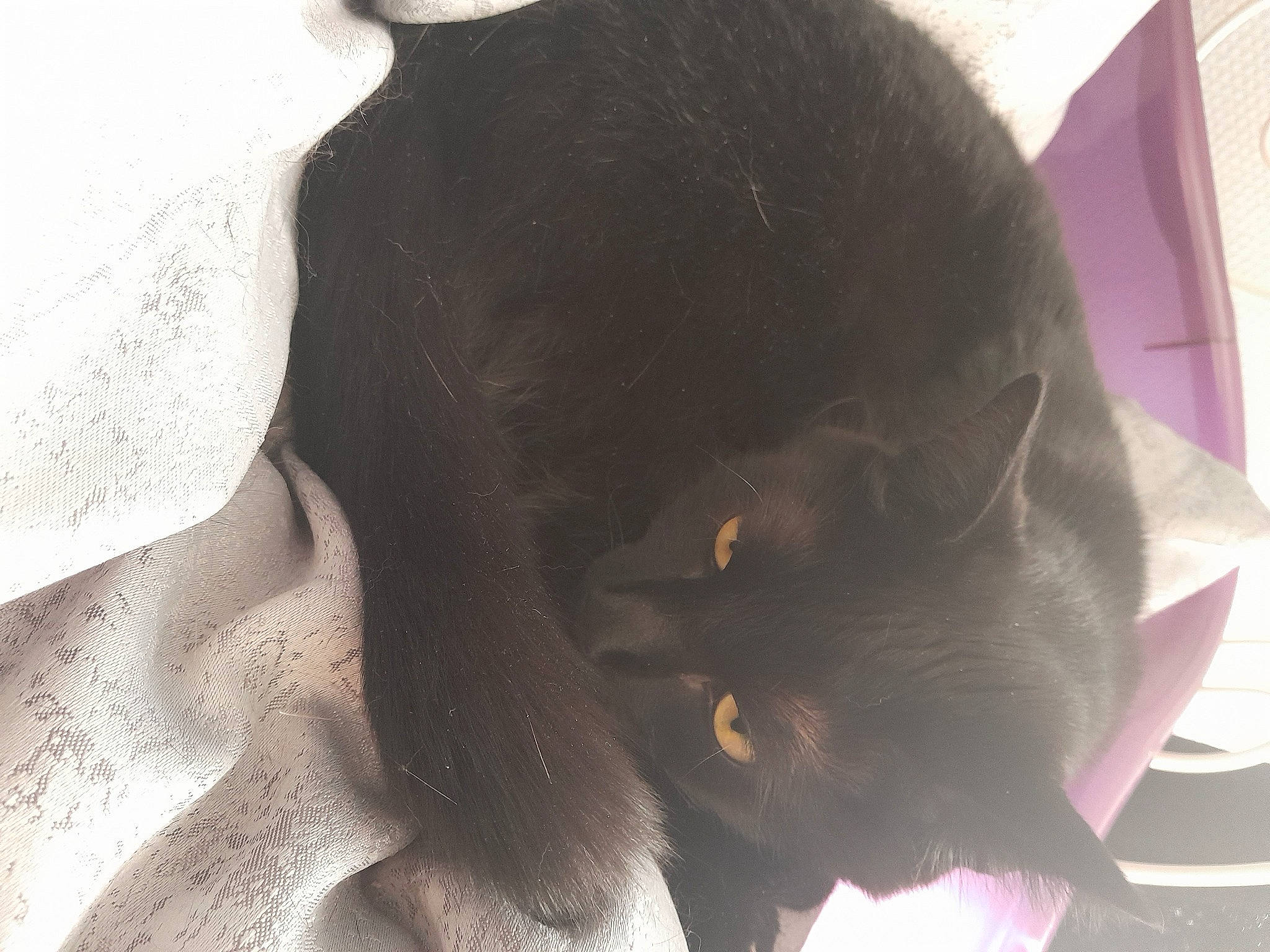 Plume a rejoint le concours — aidez-le/la à gagner de superbes lots ! black_cat, bombay, carnivore, cat, comfort, dog_breed, domestic_short_haired_cat, ear, felidae, fur, liver, plant, small_to_medium_sized_cats, snout, tail, terrestrial_animal, whiskers