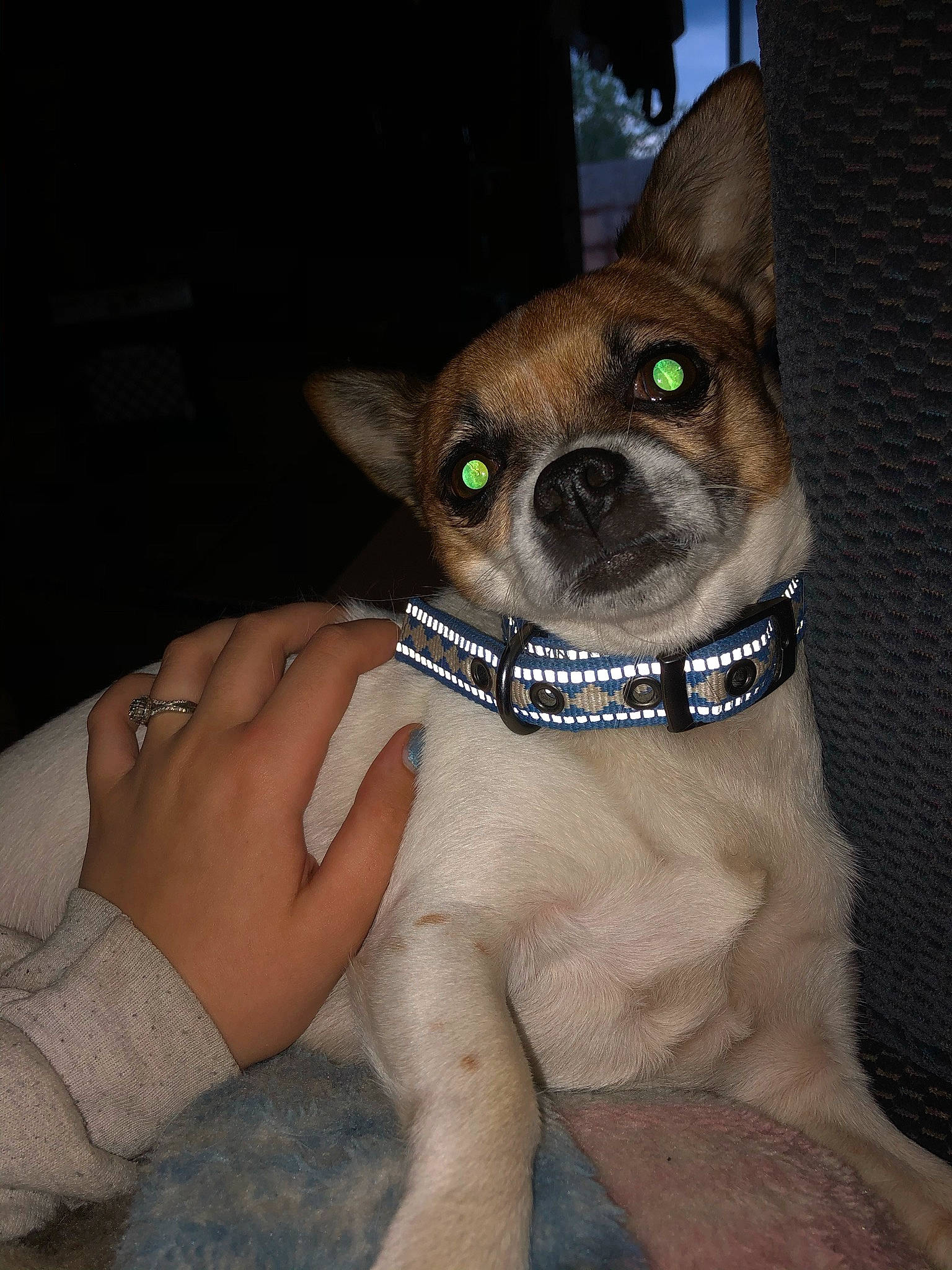 Bubbles is registered to the contest to win money with this photo: canidae, carnivore, chihuahua, collar, companion_dog, dog, dog_breed, dog_collar, dog_supply, ear, fashion_accessory, fawn, fur, pet_supply, snout, sporting_group, toy_dog, whiskers, working_animal, wrist