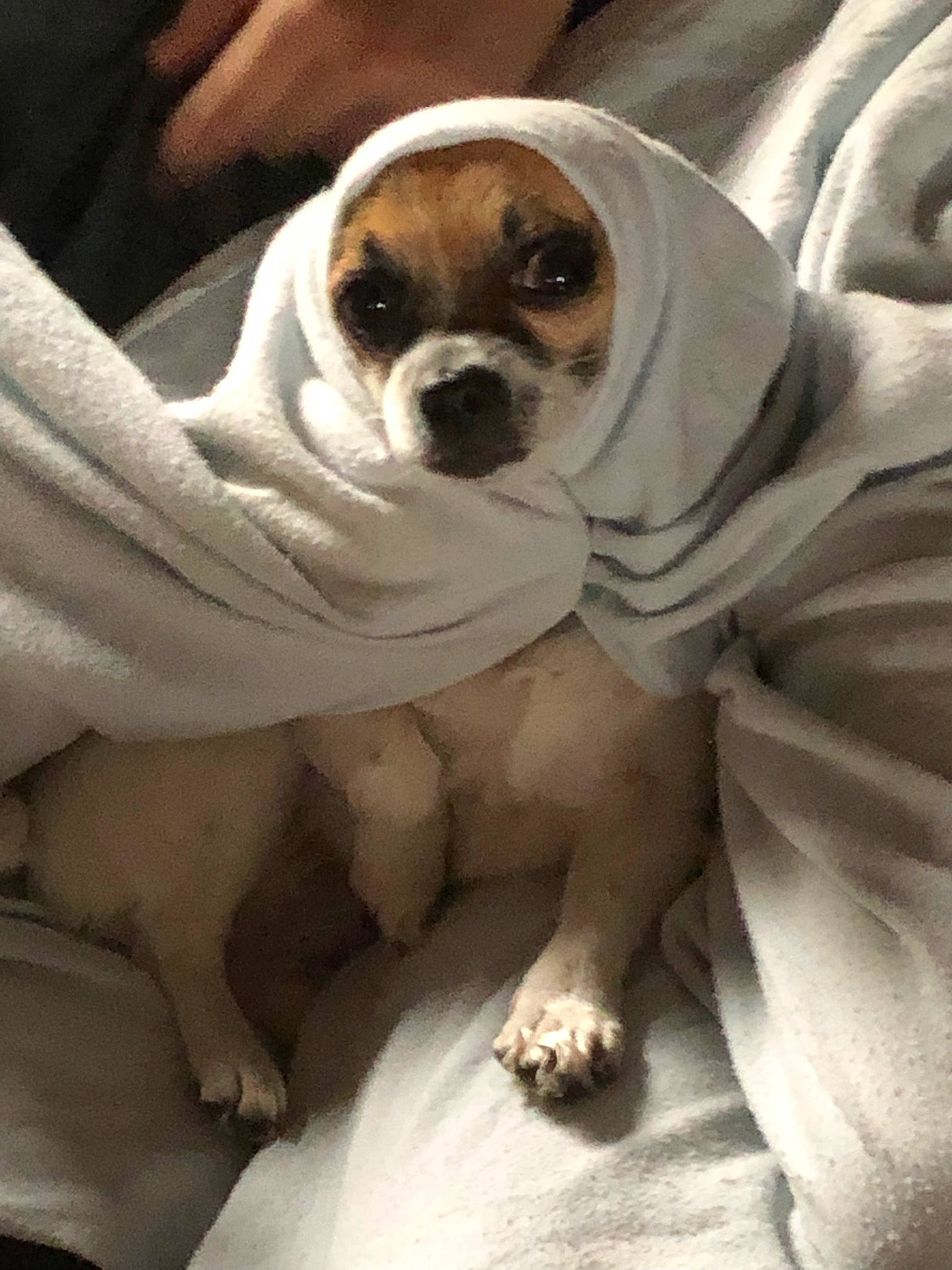 Bubbles is registered to the contest to win money with this photo: bored, bulldog, canidae, carnivore, close_up, comfort, companion_dog, dog, dog_breed, door, fawn, fur, plant, snout, sporting_group, terrestrial_animal, toy_dog, wood, working_animal, wrinkle