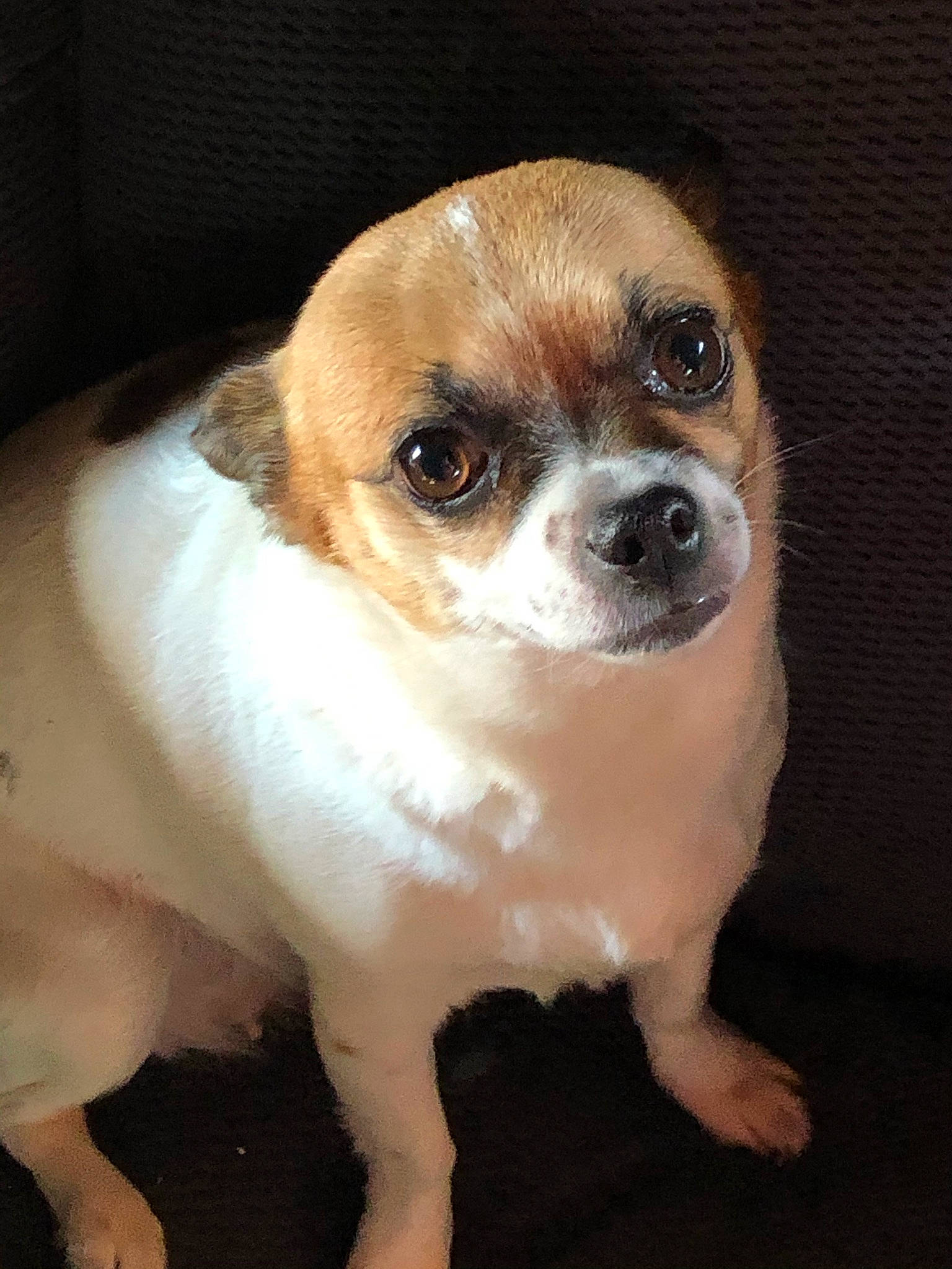 Bubbles joined the competition — help win amazing prizes! beaglier, canidae, carnivore, companion_dog, dog, dog_breed, door, fawn, fur, non_sporting_group, puppy, snout, sporting_group, terrestrial_animal, toy_dog, whiskers, working_animal