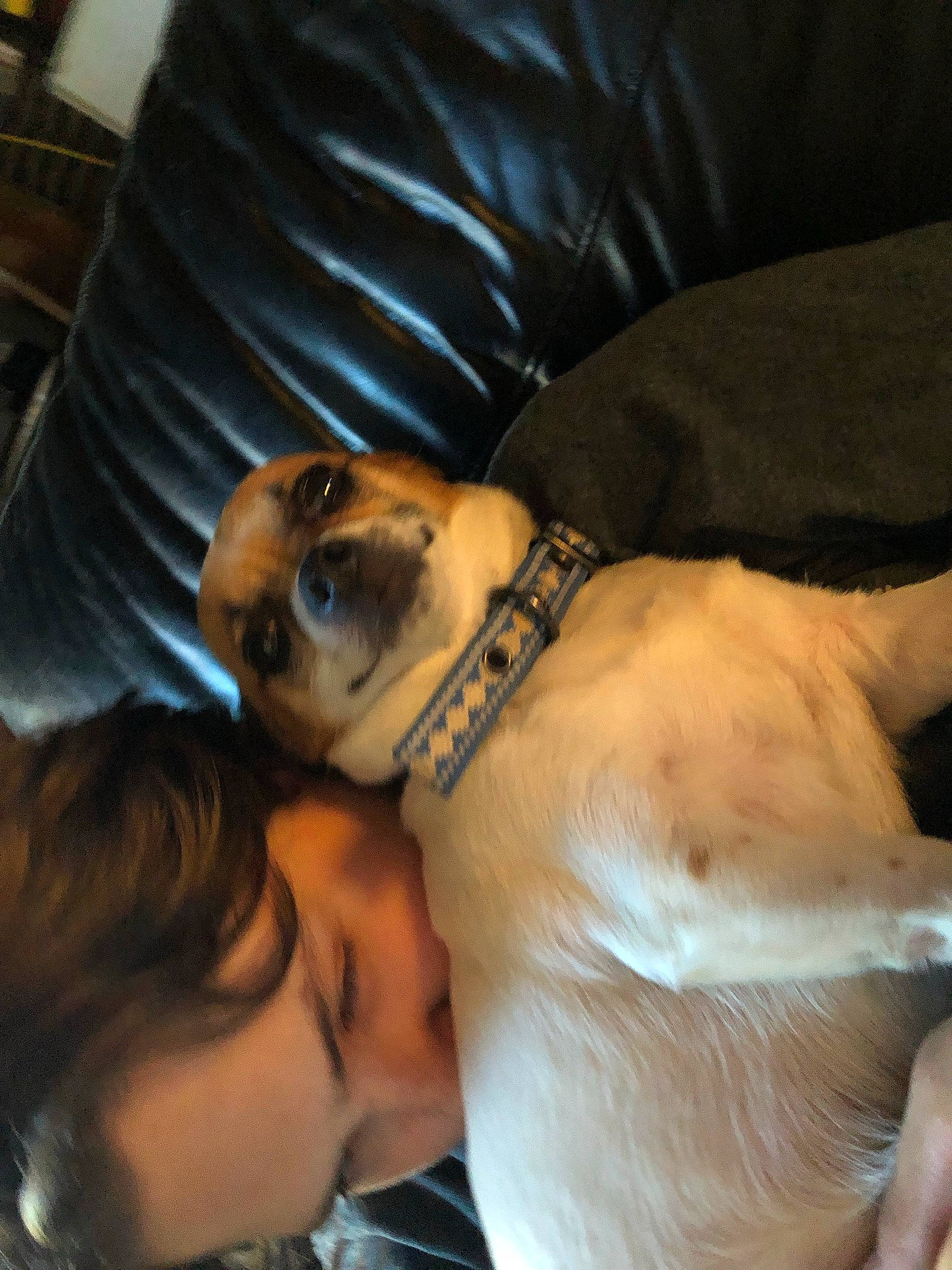 Bubbles joined the competition — help win amazing prizes! abdomen, canidae, carnivore, chest, comfort, companion_dog, couch, dog, dog_breed, eyewear, fawn, fur, guard_dog, smile, sporting_group, sunglasses, toy_dog, trunk, vision_care, whiskers