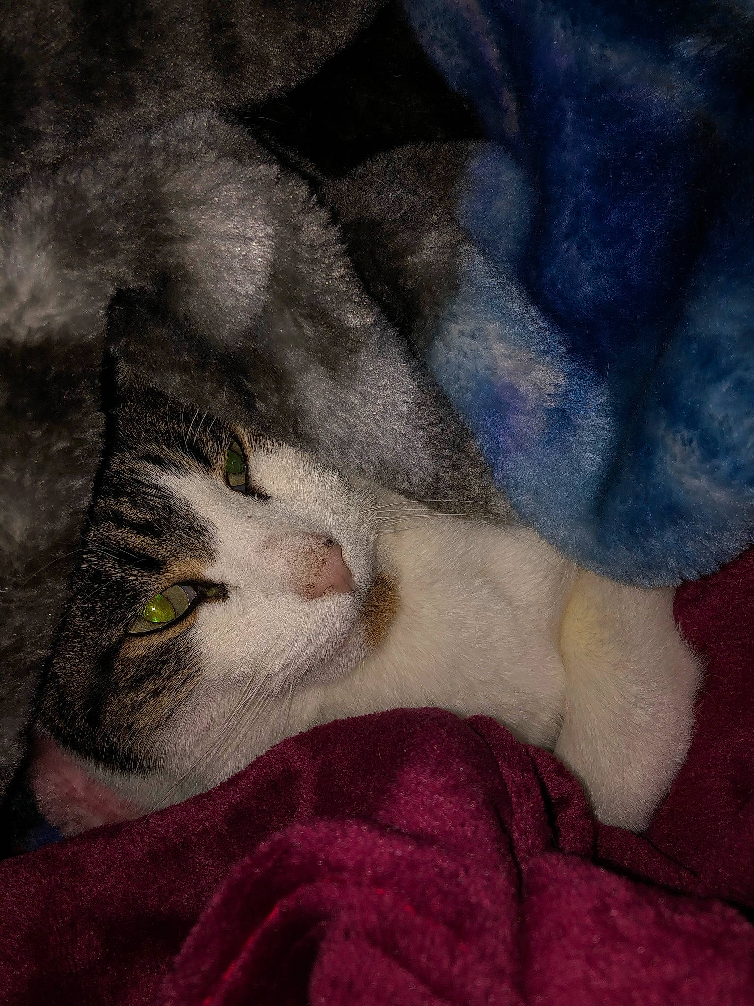 Chumboni is registered to the contest to win money with this photo: art, carnivore, cat, cloud, comfort, domestic_short_haired_cat, felidae, fur, grey, illustration, linens, love, nap, painting, paw, plant, small_to_medium_sized_cats, tail, visual_arts, whiskers