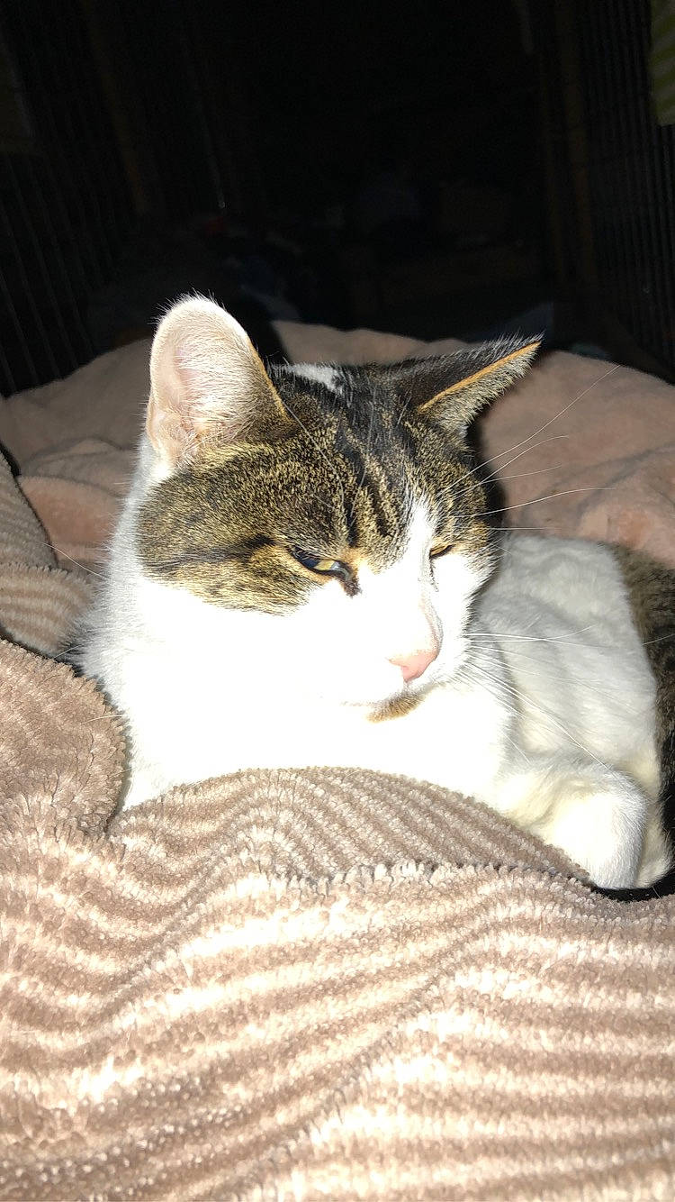 Chumboni is registered to the contest to win money with this photo: carnivore, cat, cat_supply, comfort, domestic_short_haired_cat, fawn, felidae, fur, grey, linens, nap, paw, sleep, small_to_medium_sized_cats, snout, tail, terrestrial_animal, tree, whiskers, wood