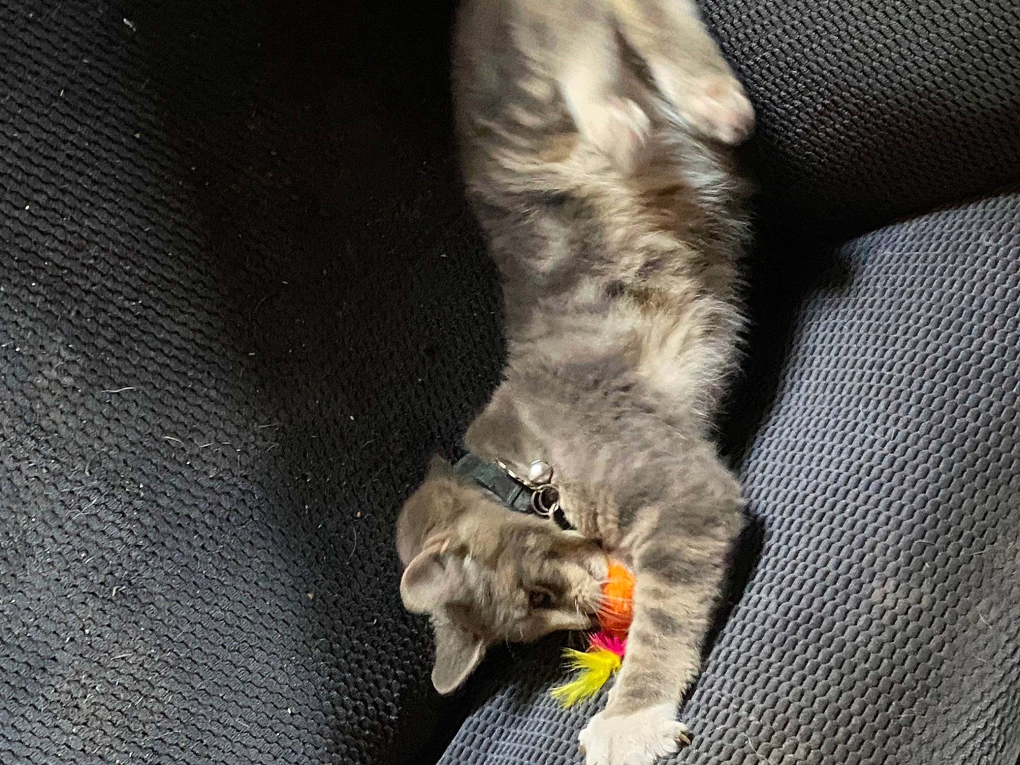 Eddie is registered to the contest to win money with this photo: canidae, carnivore, cat, claw, collar, comfort, companion_dog, dog_breed, domestic_short_haired_cat, felidae, fur, grey, human_leg, paw, pet_supply, small_to_medium_sized_cats, snout, sporting_group, tail, whiskers