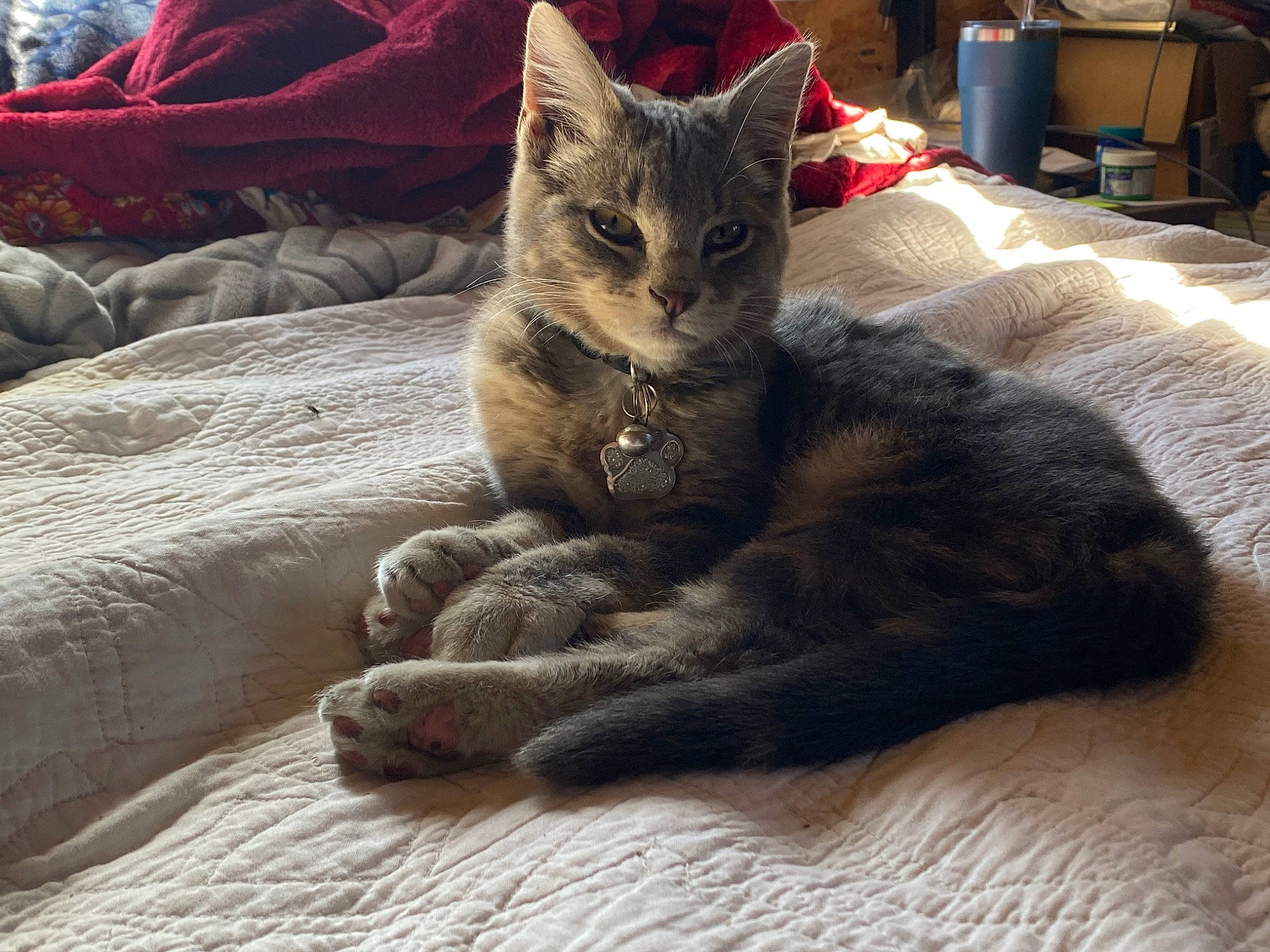 Eddie is registered to the contest to win money with this photo: bed, carnivore, cat, claw, comfort, domestic_short_haired_cat, felidae, fur, grey, linens, nap, paw, sitting, small_to_medium_sized_cats, snout, tail, whiskers