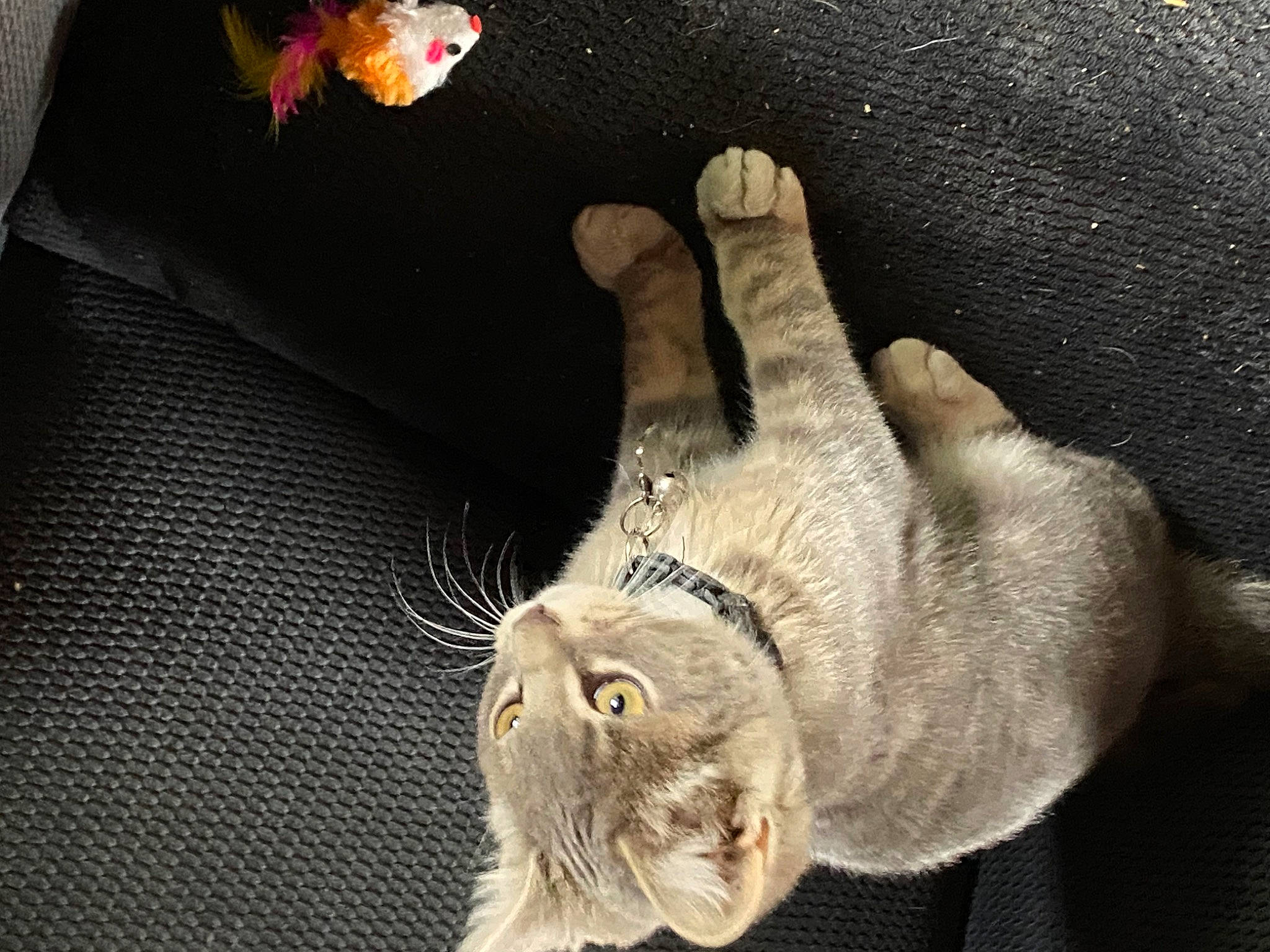 Eddie joined the competition — help win amazing prizes! cat, claw, devon_rex, domestic_short_haired_cat, fawn, felidae, foot, fur, gesture, human_leg, paw, small_to_medium_sized_cats, snout, stuffed_toy, tail, whiskers