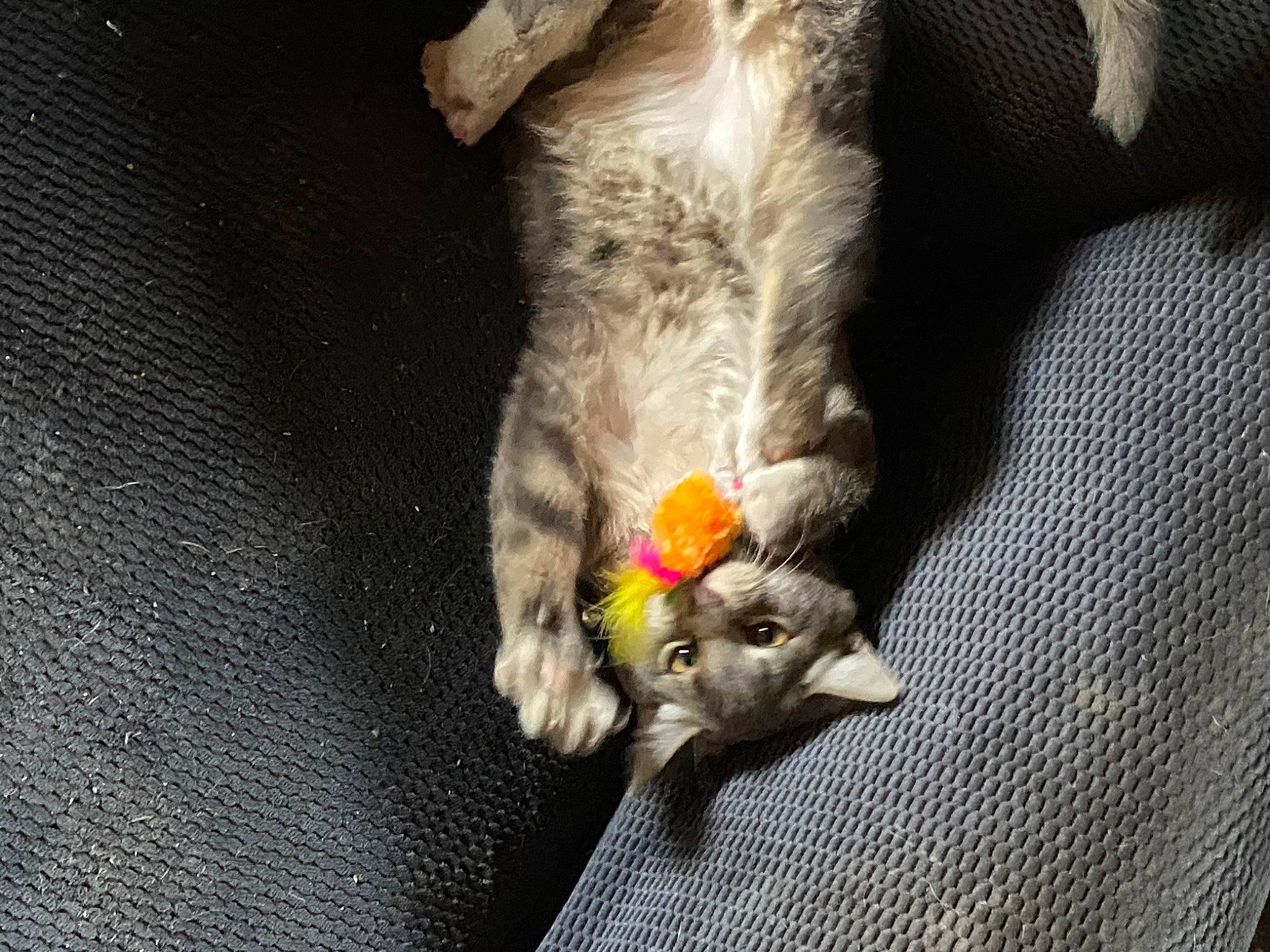 Eddie is registered to the contest to win money with this photo: canidae, carnivore, claw, comfort, companion_dog, dog_breed, domestic_short_haired_cat, fawn, felidae, fur, grey, linens, paw, puppy, small_to_medium_sized_cats, snout, sporting_group, tail, textile, whiskers