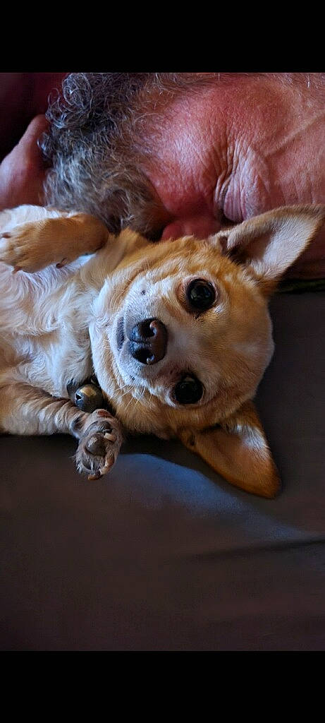 Meanie joined the competition — help win amazing prizes! canidae, carnivore, chihuahua, companion_dog, corgi_chihuahua, dog, dog_breed, dog_supply, ear, fawn, fur, liver, paw, puppy_love, snout, stuffed_toy, toy, toy_dog, whiskers, working_animal