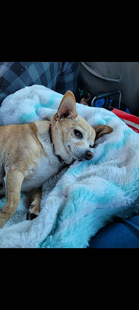 Meanie is registered to the contest to win money with this photo: canidae, carnivore, cat, claw, comfort, companion_dog, dog_breed, domestic_short_haired_cat, electric_blue, fawn, felidae, fur, linens, nap, small_to_medium_sized_cats, snout, tail, terrestrial_animal, whiskers, wildlife