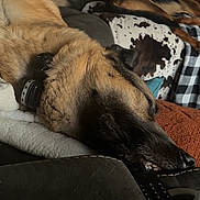 Mattis joined the competition — help win amazing prizes! dog, sleeping, couch, leather, blanket, collar, indoor, pet, relaxing, brown, black, fur, home, cozy, resting, animal, canine, comfort, living_room, window