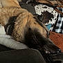 dog, sleeping, couch, leather, blanket, collar, indoor, pet, relaxing, brown, black, fur, home, cozy, resting, animal, canine, comfort, living_room, window