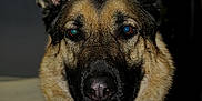 Mattis is registered to the contest to win money with this photo: dog, german_shepherd, pet, animal, portrait, tongue, ears, fur, closeup, face, canine, indoors, looking_at_camera, muzzle, nose, alert, expression, domestic_animal, companion, friendly