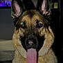 dog, german_shepherd, pet, animal, portrait, tongue, ears, fur, closeup, face, canine, indoors, looking_at_camera, muzzle, nose, alert, expression, domestic_animal, companion, friendly