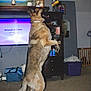 dog, german_shepherd, indoor, living_room, carpet, furniture, television, toy, catching, pet, canine, brown, black, standing, playful, household, cabinet, decor, animal, home
