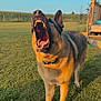 dog, german_shepherd, grass, outdoor, sunlight, blue_sky, animal, pet, canine, muzzle, teeth, ears, collar, yard, fence, wooden_structure, nature, summer, daytime, tongue