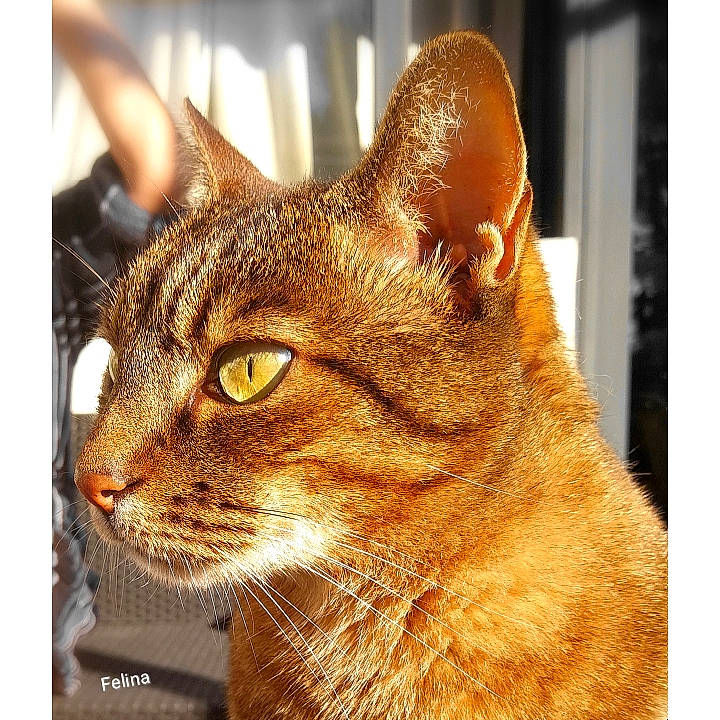 Scarlet participe au concours pour gagner de l'argent avec cette photo : abyssinian, aegean_cat, american_shorthair, asian, carnivore, cat, chausie, domestic_short_haired_cat, ear, european_shorthair, eye, felidae, fur, mammal, small_to_medium_sized_cats, snapshot, snout, tabby_cat, whiskers, wildlife
